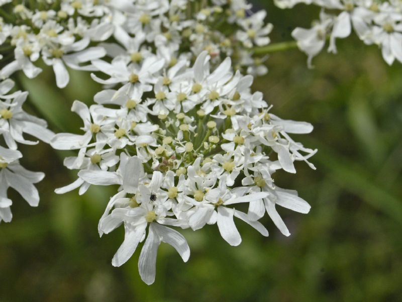 Heracleum sphondylium subsp.elegans / Panace elegante